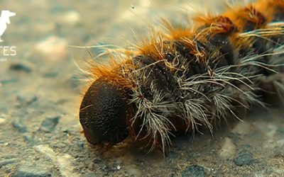 Oruga procesionaria y las mascotas: una amenaza para su salud