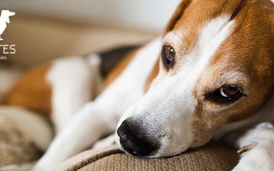 Cáncer en mascotas: síntomas y tratamientos