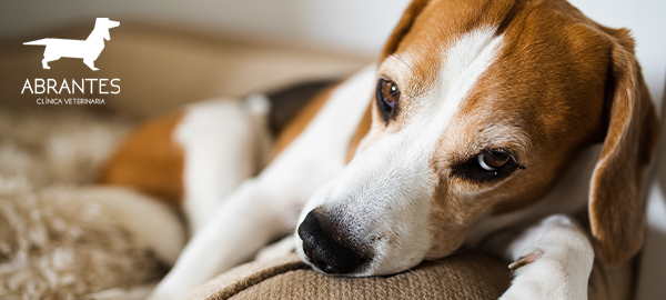 Cáncer en mascotas: síntomas y tratamientos