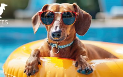 Mascotas en piscinas y playas: seguridad y prevención
