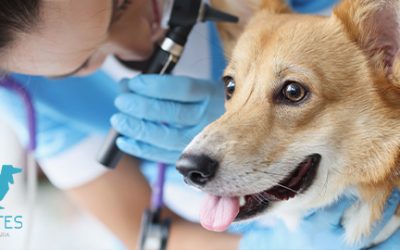 Otitis en perros: síntomas, causas y tratamiento