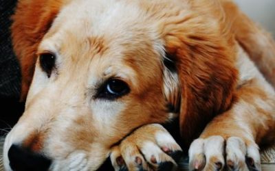 Giardiasis en perros y gatos: síntomas y tratamiento