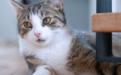 Panleucopenia felina: síntomas y tratamiento
