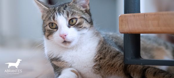 Panleucopenia felina: síntomas y tratamiento