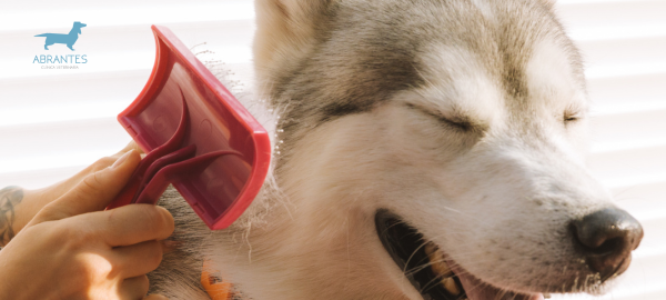 ¿Rapar a mi perro en verano? Mitos, realidades y recomendaciones
