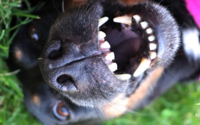 Higiene dental en mascotas: mucho más que un aliento fresco