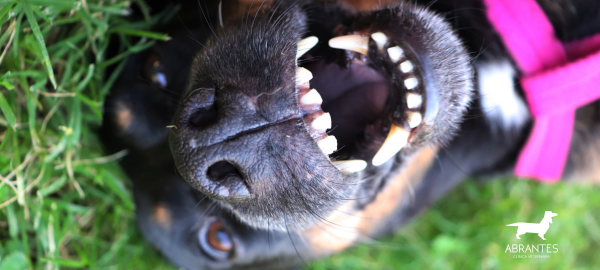 Higiene dental en mascotas: mucho más que un aliento fresco