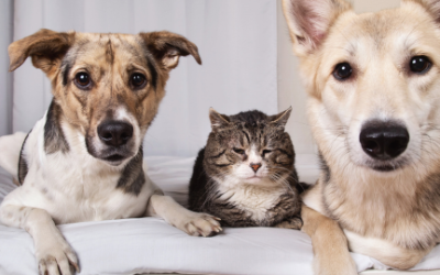 Cómo estimular a tu perro o gato en casa