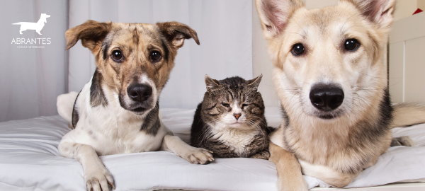 Estimular a perro o gato