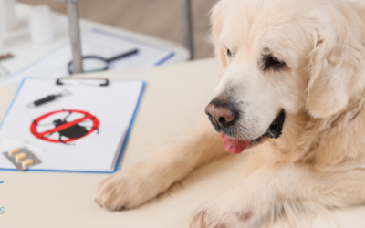 Cómo proteger a tu mascota de los parásitos en otoño