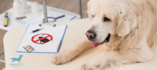 Cómo proteger a tu mascota de los parásitos en otoño