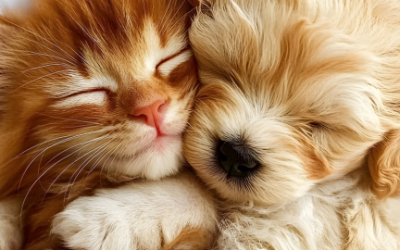 Esterilización: mitos y verdades que aún escuchamos en la clínica