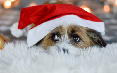 Cuidado de mascotas durante las fiestas: tranquilidad y bienestar en Navidad