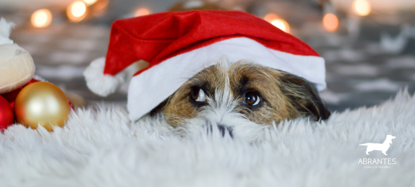 Cuidado de mascotas durante las fiestas: tranquilidad y bienestar en Navidad