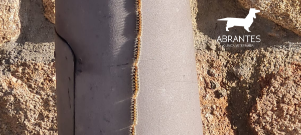 Procesionaria del pino en perros: cómo proteger a tu mascota esta primavera