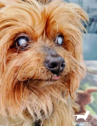 Perro que padece ceguera