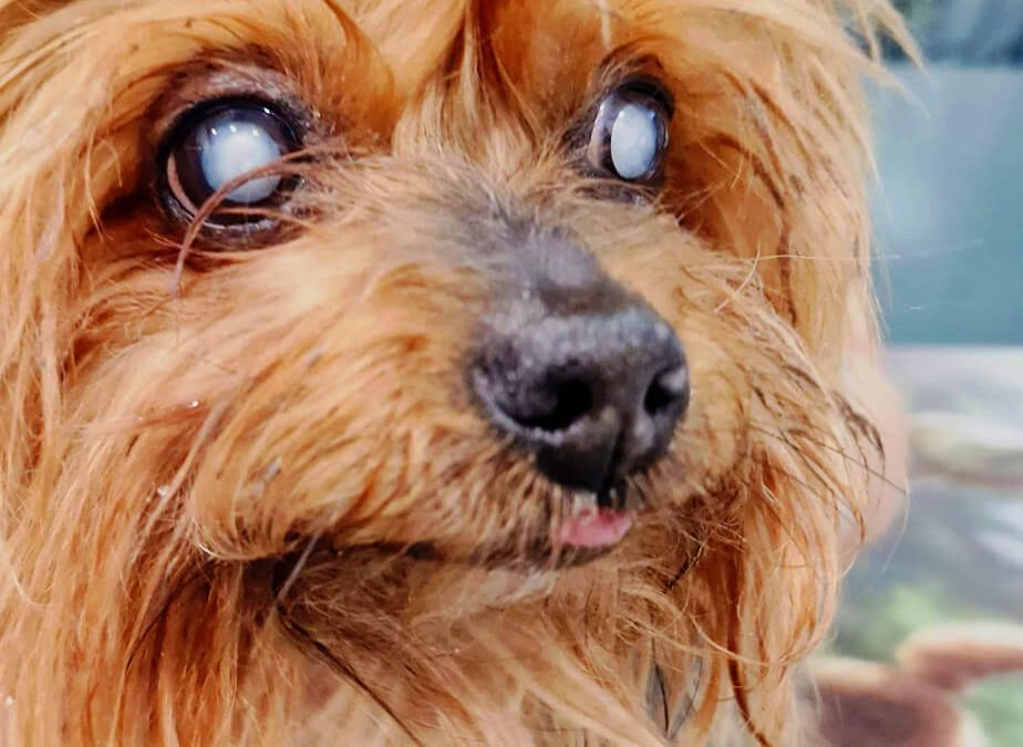 Ceguera súbita en perros: causas, síntomas y qué hacer urgentemente