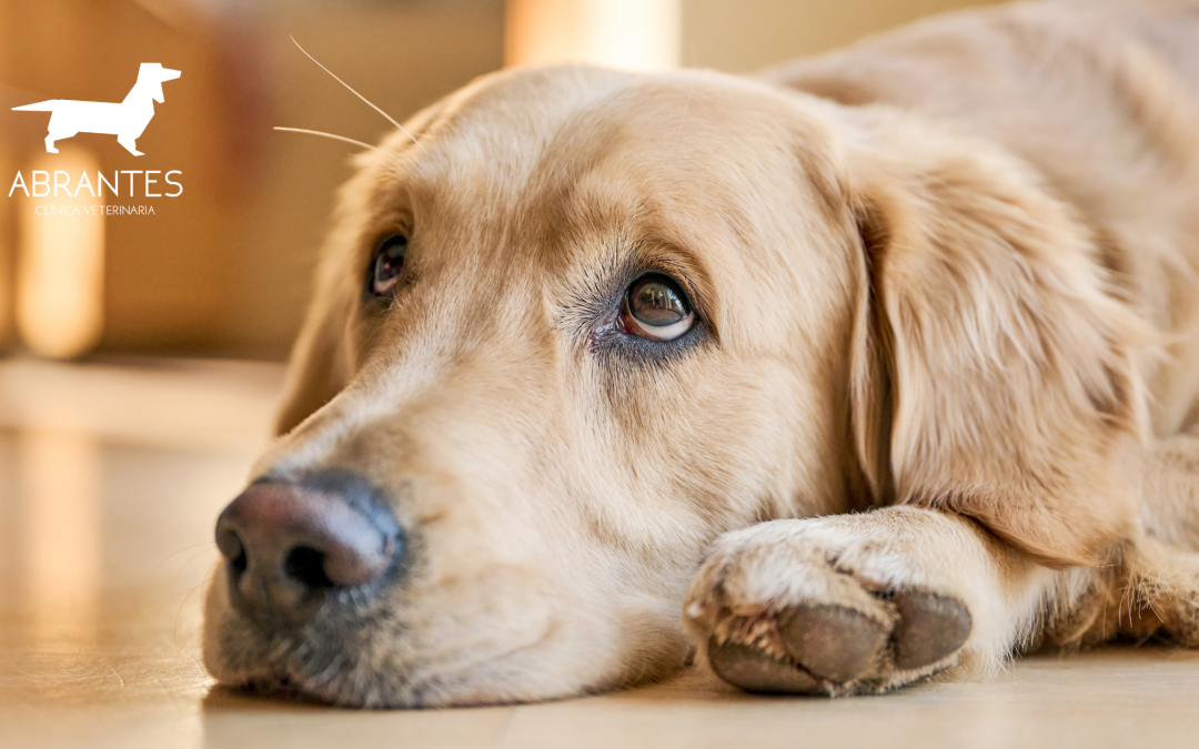 Enfermedades oculares más comunes en perros y gatos