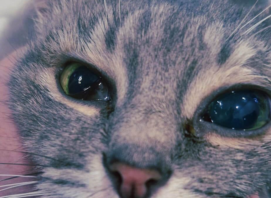Ceguera súbita en gatos: causas más comunes y qué hacer urgentemente