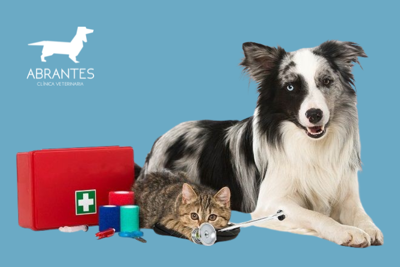 primeros auxilios perro gato