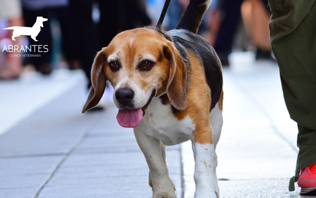¿Cómo afecta el ruido de la ciudad a nuestras mascotas?