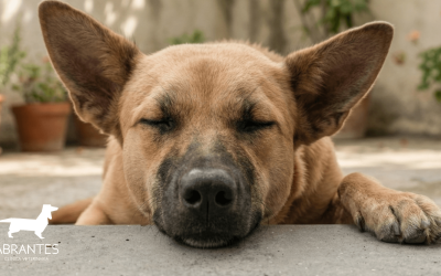 Conjuntivitis en mascotas por cuerpos extraños: Guía de verano