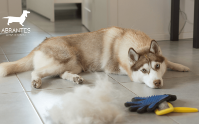 Caída de pelo en perros y gatos después del verano: ¿muda o problema de piel?